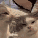 catSmack