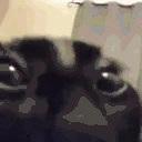 catStare emote