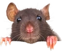 rat emote