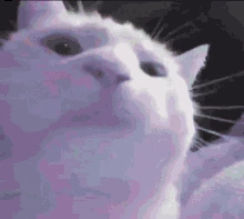 rainbow_cat_vibin emote