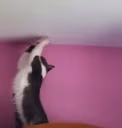 JacStretch emote