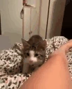 JUMPSCARE emote