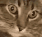 PTSD animated emote
