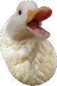 happy_duck_bean emote