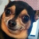 Dogwtf emote
