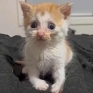 cat emote