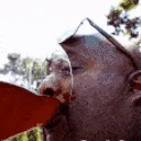CHUGGING emote