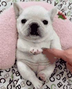 pibble emote
