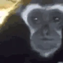 SadMonkey emote
