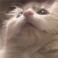 kittybb emote