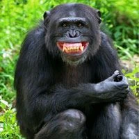 happymonke emote