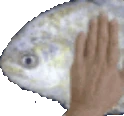 FishPat emote