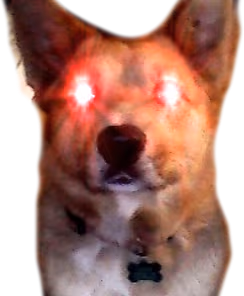 TriggeredDoggo emote