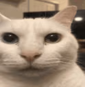 cannyCat emote