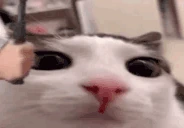 bonkplink emote