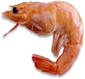 Shrimp emoji