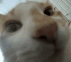 zuh emote