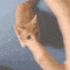CatHug emote