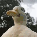 duck emote