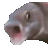 Fishmeme animated emote