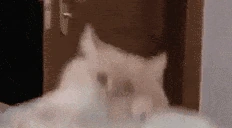 catRockJAM emote