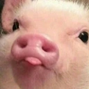 pigBelp emoji