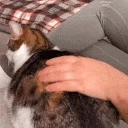 cat_pats emote