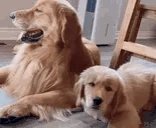 dogKISS emote