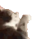 cat_what emote