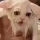 old_ancestor_cat emote