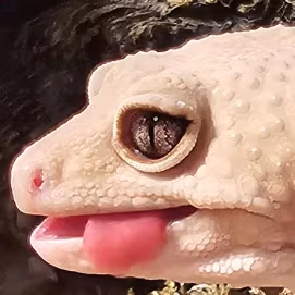 leopardgeckolick emote