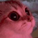 catWow emote