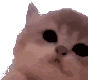 kittyJam emote