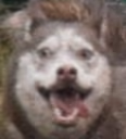 ebanina emote