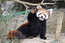 redpanda_wave emote