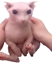 BINGUS emote