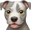 pitbull emote