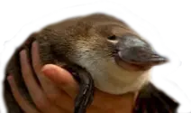 Greg emote