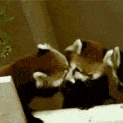 redpanda_kiss emote
