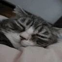 Sleep emote