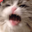 CE_CatShake3 emote