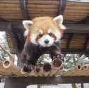redpanda_upset emote