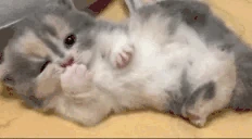 lounging emote