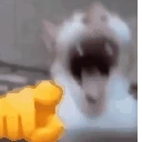 CatLaugh emote