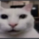 Cat_Huh_Stare emote