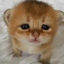 BigPoo emote