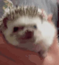 hedgySNIFFA emote