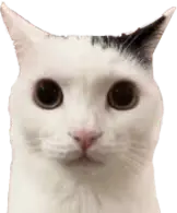cat_stare emote