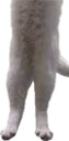 longcat3 emote