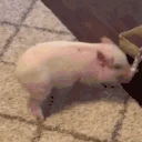 pigSpin emote